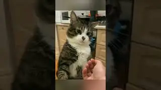 Когда не разрешили сделать кусь 🤣Смотрите со звуком.
