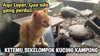 KETEMU KUCING KAMPUNG KELAPARAN - Kucing Oren