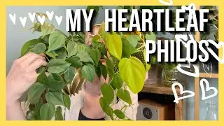 Heartleaf Philodendron (hederaceum) Collection  ||  Soiled Plant