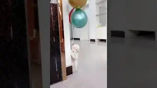 cute little puppy flying with help of balloons short funny video
