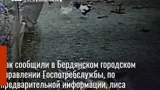Под Бердянском бешеная лиса напала на домашних животных и птиц