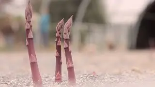 TIPICOSÌ l'Asparago Violetto di Albenga