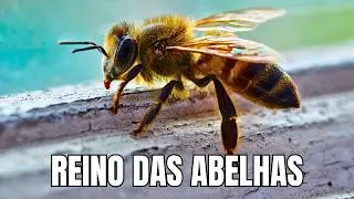 O MUNDO SECRETO DAS ABELHAS | A Vida Dentro da Colmeia - Documentário