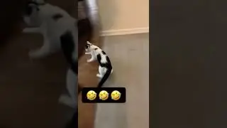 Cat And His Dad Are Obsessed With Each Other | #SHORTS 2022