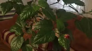 Помогите Гибискусу зацвести.Простые удобрения.