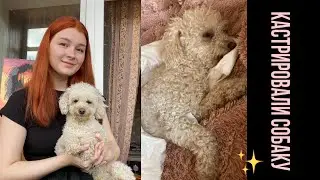 кастрировали собаку, рабочий день - клиентка не пришла, съездила в больницу