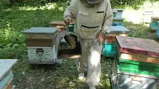 САЖАЕМ РОЙ ЧЕРЕЗ ВЕРХ