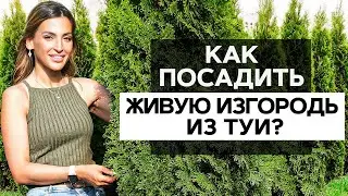 🌲ЖИВАЯ ИЗГОРОДЬ из ТУИ. 3 ПРАВИЛА ПОСАДКИ живой изгороди на участке