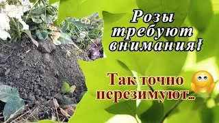 Розы. Укрытие на зиму