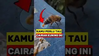 Ternyata Cairan Kuning Yang Keluar Dari Lebah Ini Bukan Madu‼️😱