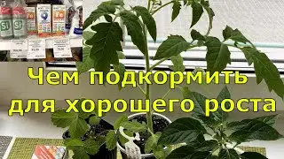 ТОМАТЫ. Рассада более крепкая после такого полива