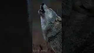 Roaring wolf in wild nature 
