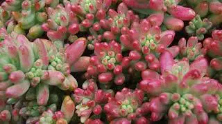 Sedum Rubrotinctum is Commonly Known As Jelly Beans