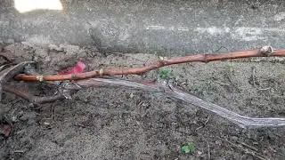 Обработка винограда ЖК. Перед укрытием.