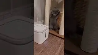 Новая игрушка для котика 