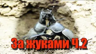 За жуками в пойму реки Дона. Усачи, жужелицы, могильщики, кравчики, чернотелки и др.Coleoptera