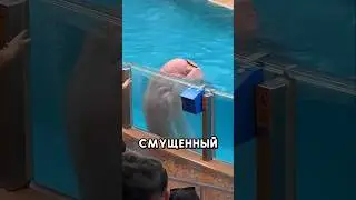 Морж просто хотел порадоваться 🥺 