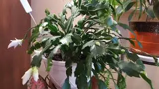 Вот и зацвёл декабрист