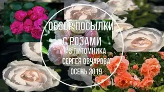 Обзор посылки с розами из питомника Сергея Овчарова. Осень 2019