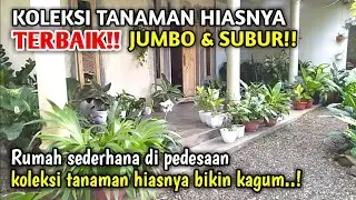 Terbaik!! Rimbun & subur | Sederhana rumahnya tapi koleksi tanaman hias nya bikin kagum