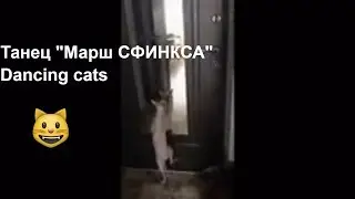 Танцующие кошки.Танец Кошка - Сфинкс. Исполняет Сфинкс.Кот прикол. /Dancing cats