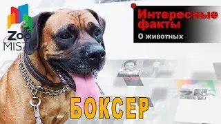 Боксер - Интересные факты о породе