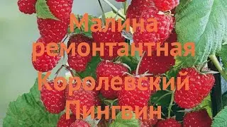 Малина ремонтантная Королевский Пингвин 🌿 обзор: как сажать, саженцы малины Королевский Пингвин