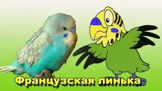 Французская линька. Вопросы без ответов.