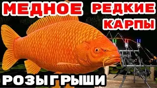 МЕДНОЕ ЛОВИМ РЕДКИХ КАРПОВ 🎁 РОЗЫГРЫШИ И ТУРНИРЫ 🔴 В  РУЛЕТКЕ - РАПТОР, ВЕНГА, РОД ПОД 💥СТРИМ РР4
