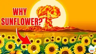 What Have Sunflowers Got To Do With Nuclear Disasters?