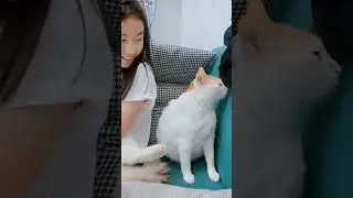 обиженный кот)