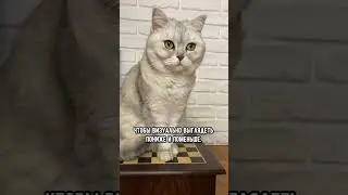 Как извиниться перед кошкой 