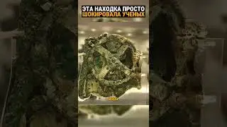Клад в стволе огромного дерева. Кто мог спрятать такое?