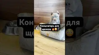 Концлагерь для щенков…🐶😳