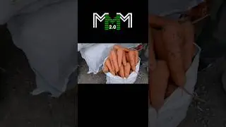 Лук и морковь оптом у Исляма.Желябовка. Цена от 17.09.24