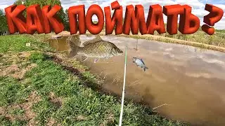 КАК ПОЙМАТЬ ГИГАНТСКОГО КАРПА ?!