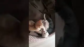 Три весёлых брата