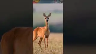 Самое опасное животное на Земле!