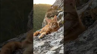 Кот в Крымских горах. Природа и горы. Закат на Шулдане. 