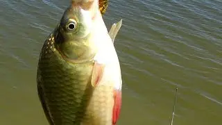 Рыбалка в Краснодарском крае, река Калалы станица Ильинская 🎣🐟🐠 12 июля 2017