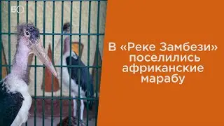 В «Реке Замбези» поселились африканские марабу