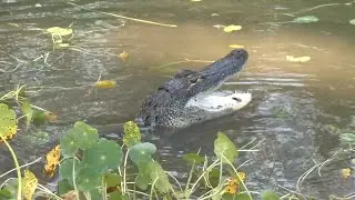 A day in the life of an alligator trapper