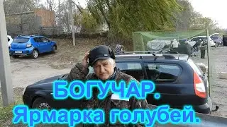 Богучар, ярмарка голубей