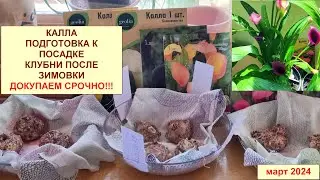 Калла. Клубни после зимовки, покупка луковиц в Леруа Мерлен. Подготовка к посадке в горшок. Март 24