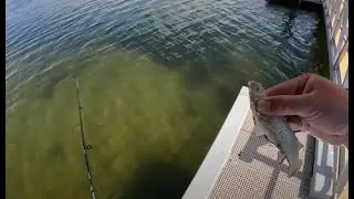 How to catch poddy mullet using a fishing rod