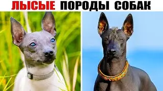 10 Лысых пород собак! Самые странные породы мира