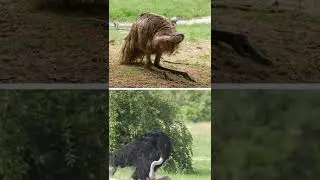 How does an emu differ from an ostrich? 