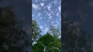 Птенец далматинец!)