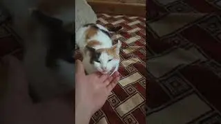 Кошка милашка.