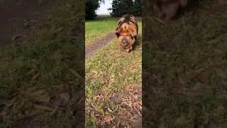 Super cute fat pig#funnyanimal #pigs#funny #ytshorts